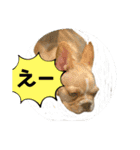 わんちゃんの毎日癒される♯1（個別スタンプ：9）