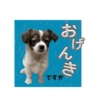 わんちゃんの毎日癒される♯1（個別スタンプ：10）
