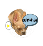 わんちゃんの毎日癒される♯1（個別スタンプ：11）