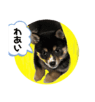 わんちゃんの毎日癒される♯1（個別スタンプ：13）