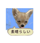 わんちゃんの毎日癒される♯1（個別スタンプ：14）