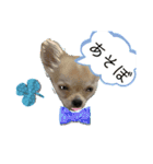 わんちゃんの毎日癒される♯1（個別スタンプ：15）