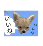わんちゃんの毎日癒される♯1（個別スタンプ：16）
