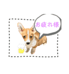 わんちゃんの毎日癒される♯1（個別スタンプ：17）