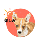 わんちゃんの毎日癒される♯1（個別スタンプ：19）