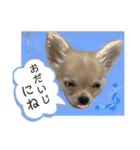 わんちゃんの毎日癒される♯1（個別スタンプ：21）