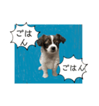 わんちゃんの毎日癒される♯1（個別スタンプ：23）