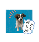 わんちゃんの毎日癒される♯1（個別スタンプ：24）