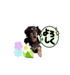 愛犬えいとくん（個別スタンプ：5）