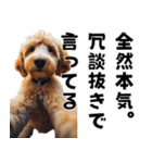 THE DOG（おしゃべり）（個別スタンプ：8）