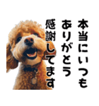 THE DOG（おしゃべり）（個別スタンプ：17）