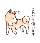 かわいい犬の敬語スタンプ（日常会話）（個別スタンプ：4）