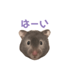 ゴールデンハムスターのふじちゃんスタンプ（個別スタンプ：1）