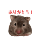 ゴールデンハムスターのふじちゃんスタンプ（個別スタンプ：4）
