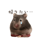 ゴールデンハムスターのふじちゃんスタンプ（個別スタンプ：13）