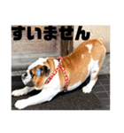 ブルドッグぶぅた（個別スタンプ：9）