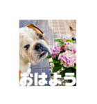 ブルドッグぶぅた（個別スタンプ：10）