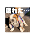 ブルドッグぶぅた（個別スタンプ：11）