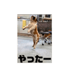 ブルドッグぶぅた（個別スタンプ：12）