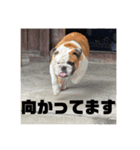 ブルドッグぶぅた（個別スタンプ：14）