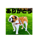 ブルドッグぶぅた（個別スタンプ：15）