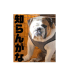 ブルドッグぶぅた（個別スタンプ：16）