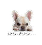 アロちゃんの挨拶スタンプ（個別スタンプ：3）