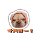 アロちゃんの挨拶スタンプ（個別スタンプ：8）