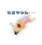 アロちゃんの挨拶スタンプ（個別スタンプ：10）
