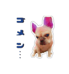アロちゃんの挨拶スタンプ（個別スタンプ：12）