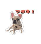 アロちゃんの挨拶スタンプ（個別スタンプ：23）