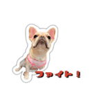 アロちゃんの挨拶スタンプ（個別スタンプ：24）