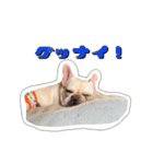 アロちゃんの挨拶スタンプ（個別スタンプ：26）