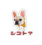 アロちゃんの挨拶スタンプ（個別スタンプ：28）
