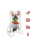アロちゃんの挨拶スタンプ（個別スタンプ：31）