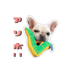 アロちゃんの挨拶スタンプ（個別スタンプ：33）