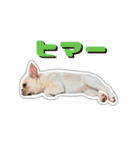 アロちゃんの挨拶スタンプ（個別スタンプ：35）