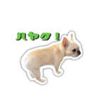 アロちゃんの挨拶スタンプ（個別スタンプ：36）