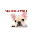 アロちゃんの挨拶スタンプ（個別スタンプ：37）