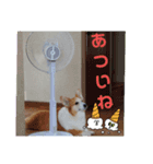 夏だよ！ゆめちゃん（個別スタンプ：8）