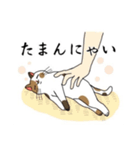 脱力系三毛猫の自由な日常（個別スタンプ：4）