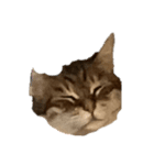 顔が腹立つ猫（個別スタンプ：1）