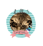 顔が腹立つ猫（個別スタンプ：4）