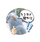 マメルリハ達10（個別スタンプ：11）