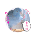 マメルリハ達10（個別スタンプ：12）
