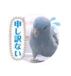 マメルリハ達10（個別スタンプ：15）
