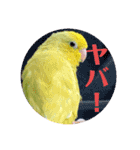 マメルリハ達10（個別スタンプ：17）