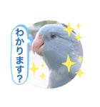 マメルリハ達10（個別スタンプ：19）