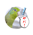 マメルリハ達10（個別スタンプ：22）