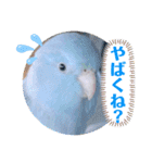マメルリハ達10（個別スタンプ：23）